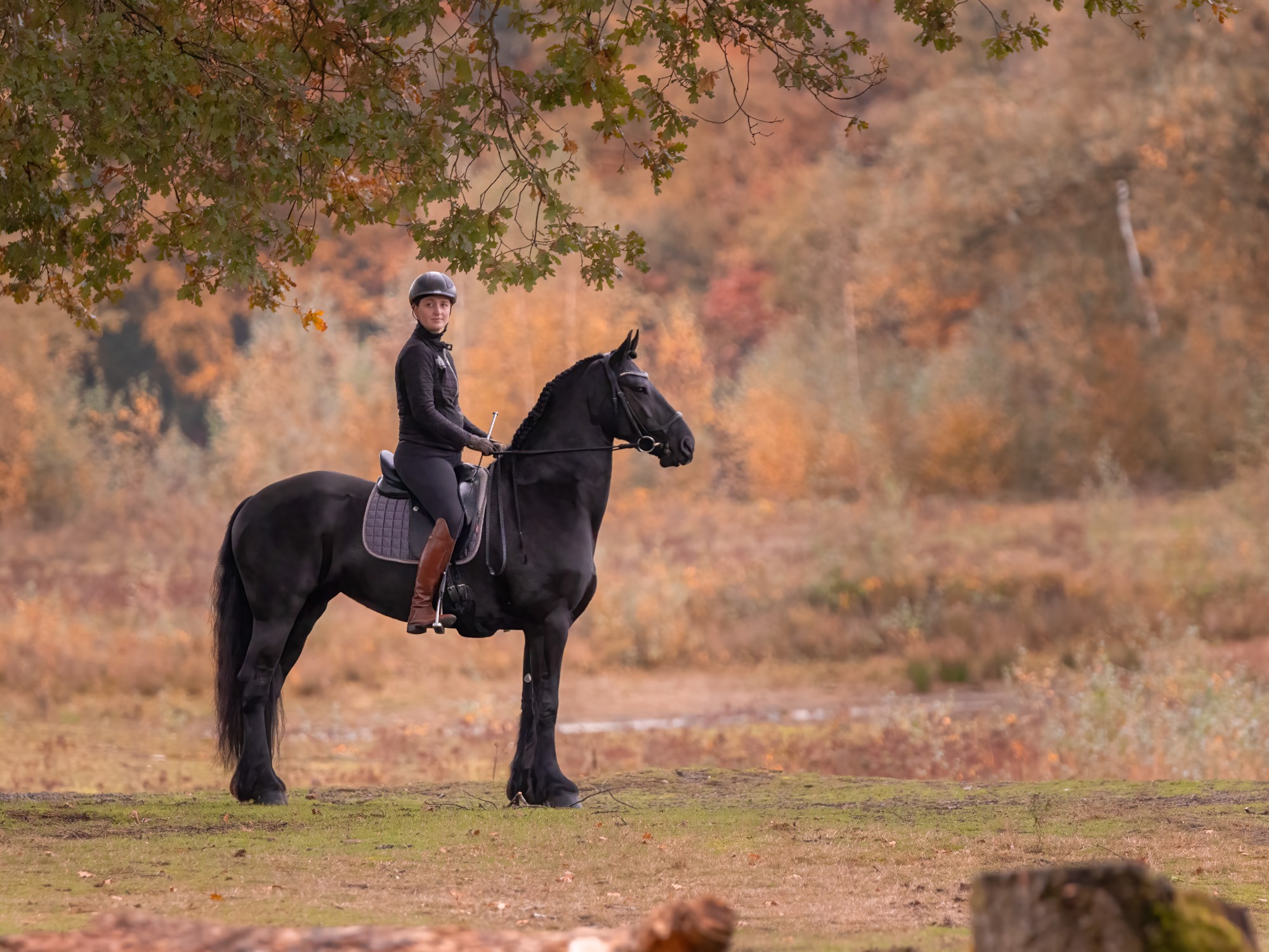 Paardenfotograaf Arnhem Gelderland