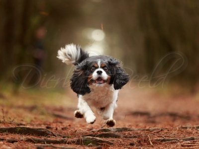 Cavalier King Charles Indy