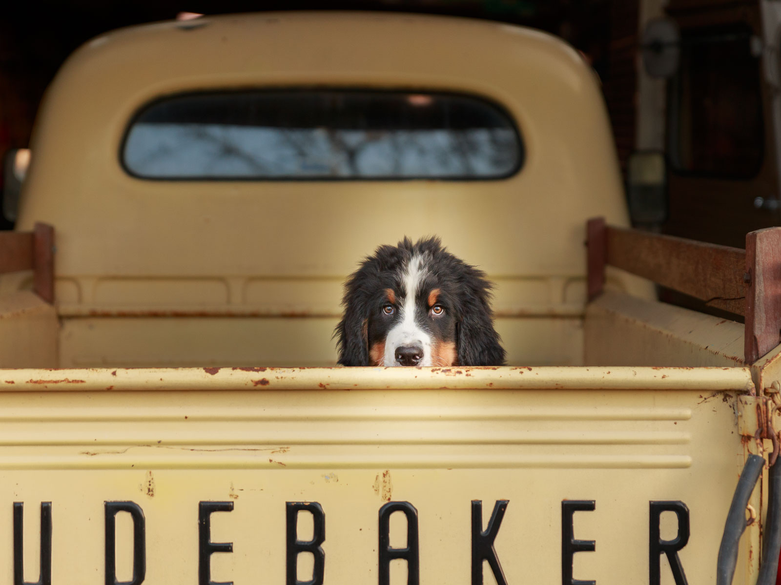 Hond in kofferbak van Studebaker